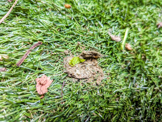 Artificial Grass Poop