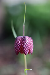 Snakeshead lily, scientific name Fritillaria meleagris, also known as Checkered daffodil, Chequered lily or Chess flower, spring flower from Finland.