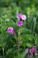 Silene dioica, commonly known as red campion or red catchfly, wild flowering plant from Finland