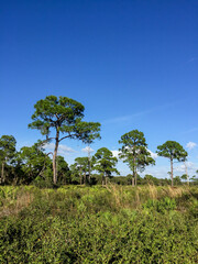 Landscape in Southern Florida
