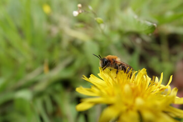 Selective wide angle focus closeup on a male Grey-gastered mining bee, Andrena nitida sitting on a yellow dandelion