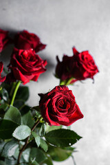red rose on a gray background