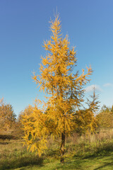 Yellow larch in the park during autumn