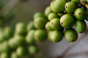 Green coffee beans stick to the branches