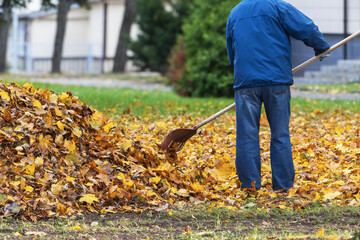 A man rakes fallen leaves in the park during autumn