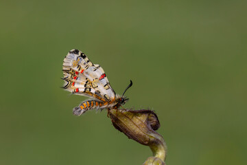 scalloped butterfly on plant, Eastern Steppe Festoon, Zerynthia deyrollei