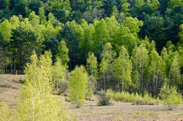 Betula verrucosa, Bouleau verruqueux, Réserve biologique de la Plaine de Chanfroy, Forêt de Fontainebleau, 77, Seine et Marne, France