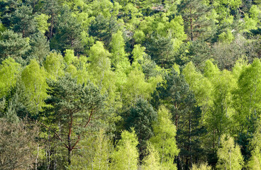 Obraz premium Betula verrucosa, Bouleau verruqueux, Réserve biologique de la Plaine de Chanfroy, Forêt de Fontainebleau, 77, Seine et Marne, France