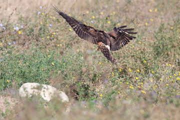 Bird flying