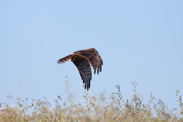 Bird flying