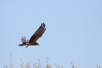 Bird flying
