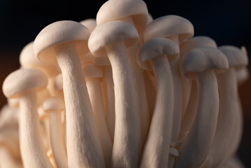 Close up photo shimeji mushroom