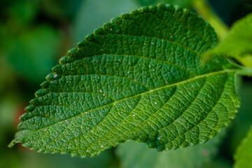 Leaf Patterns in a Forest