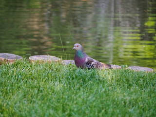 A pigeon is standing in the grass