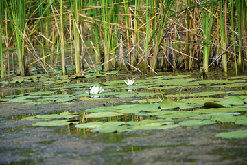 Beautiful white lotus flower and lily round leaves on the water after rain in river close up