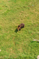 Brown bear foraging on green grass