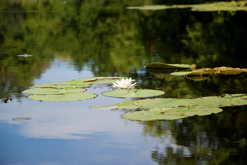 Beautiful white lotus flower and lily round leaves on the water after rain in river close up