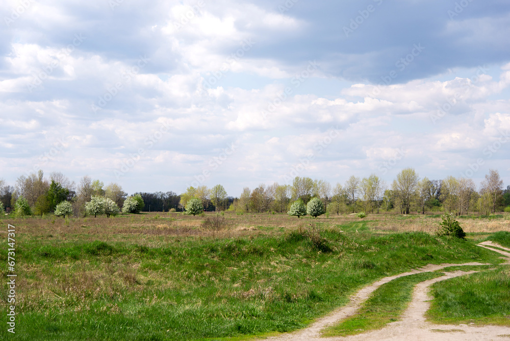 Wall mural Spring meadow. Breaking green grass in spring under the blue sky, grass texture. Beautiful morning light in public park with green grass field an.