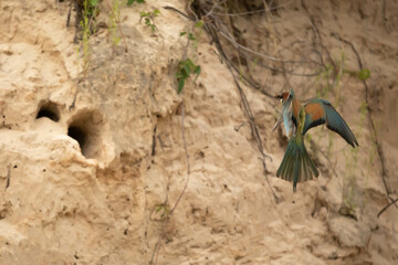 Common bee-eater Meropidae Zolna - obrazy, fototapety, plakaty