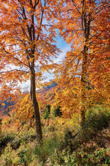 trees in colorful foliage. beautiful nature background in fall season. pietrele negre cliffs of apuseni mountains in the distance. warm sunny weather in autumn