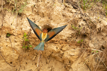 Common bee-eater Meropidae Zolna