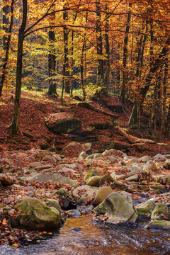 narrow water stream in the forest. stones on the shore covered in fall foliage. beautiful nature background in autumn