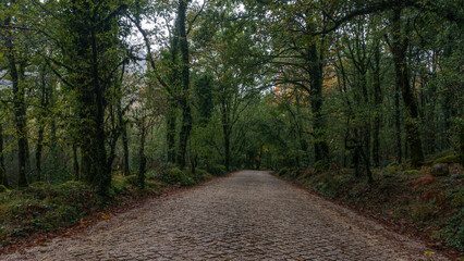 Fototapeta premium Old mountain road with cobblestone through autumn forest in Peneda-Geres National Park, Vilar da Veiga, Portugal