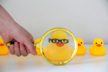 A hand holding magnifying glass with yellow rubber duck wearing glasses in focus standing out amongst a selection of other yellow rubber ducks. Job candidate, Human Resources and career concept.