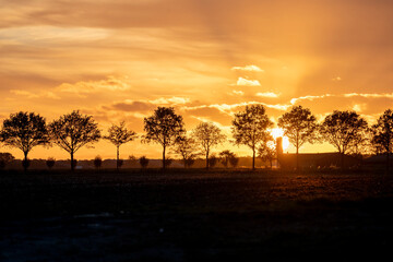 Sunset skyline tree silhouette orange sky