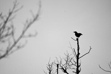 Black bird mysteriously sitting on tree branches black and white 