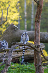 Lemurs (Lemuriformes) run and rest in a meadow. Cute furry animal.