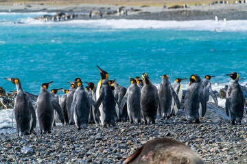 キングペンギン　サウスジョージア島