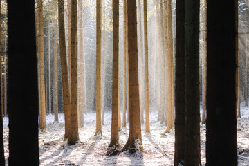 Obraz premium Landscape of snowy forest. The sun's rays pass through the trees. Winter sunset