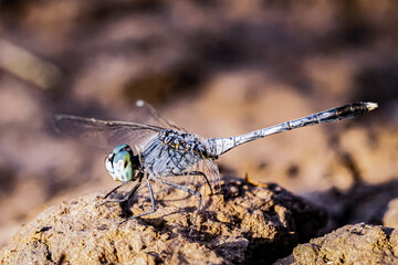 Macro image of a dragonfly sitting on a rock in the afternoon.