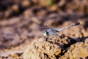 Macro image of a dragonfly sitting on a rock in the afternoon.