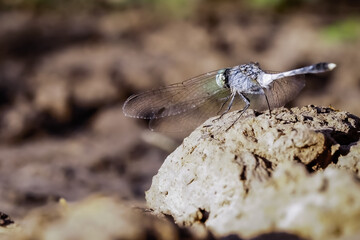 Macro image of a dragonfly sitting on a rock in the afternoon.