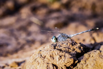 Macro image of a dragonfly sitting on a rock in the afternoon.