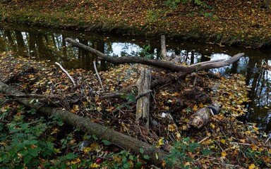 Driftwood in the riverbed. River Juhyne. Eastern Moravia. Czechia. 