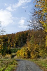 Forest road in autumn. Hostyn hills. Czechia.