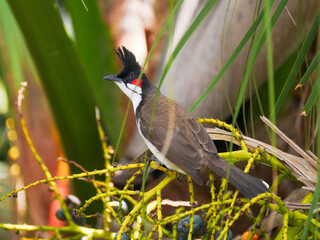 Red Whiskered Bulbul bird perching on drupes of palm tree 