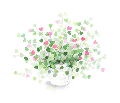 Abstract plant with green leaves and delicate pink hearts in white ceramic pot, watercolor isolated illustration for greeting card, for Valentines day or birthday, beautiful design element.