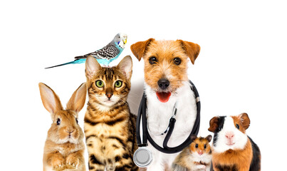 dog and cat and parrot and hamster doctor veterinarian and steth - 673158927