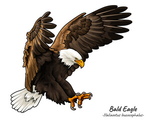 Bald Eagle Haliaeetus leucocephalus illustration