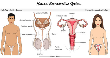 Reproductive system male and female