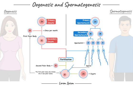 Oogenesis and spermatogenesis