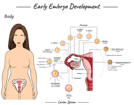 Early Embrio development