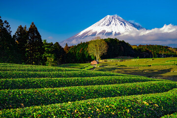 富士山　茶畑