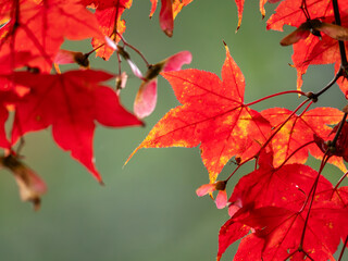 Close-up of maple leaves in autumn in a Japanese garden
