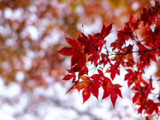 Close-up of maple leaves in autumn in a Japanese garden