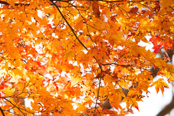 Red and yellow maple leaves, a beautiful autumnal scene